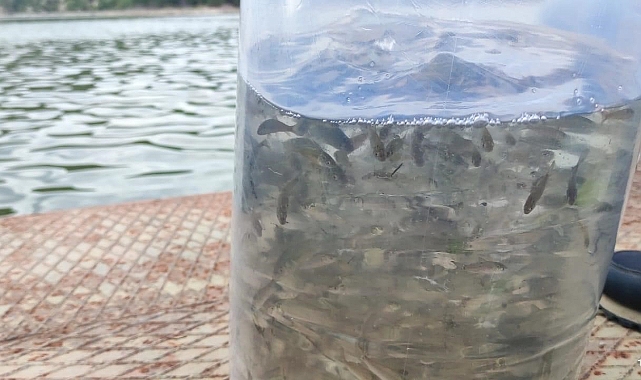 Erbaa’da baraj ve göletlere 6 bin sazan yavrusu bırakıldı