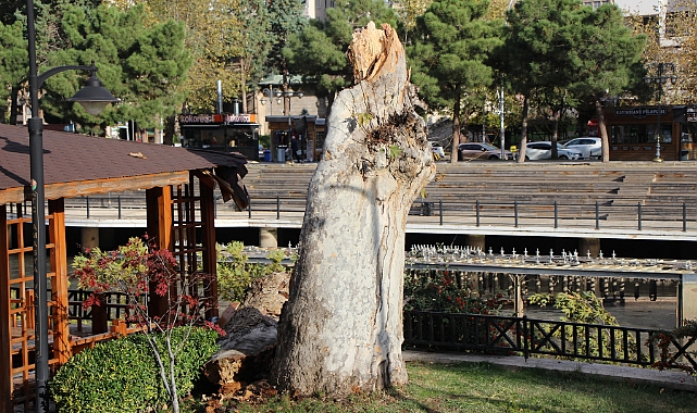 Amasya’da fırtına asırlık çınarı devirdi