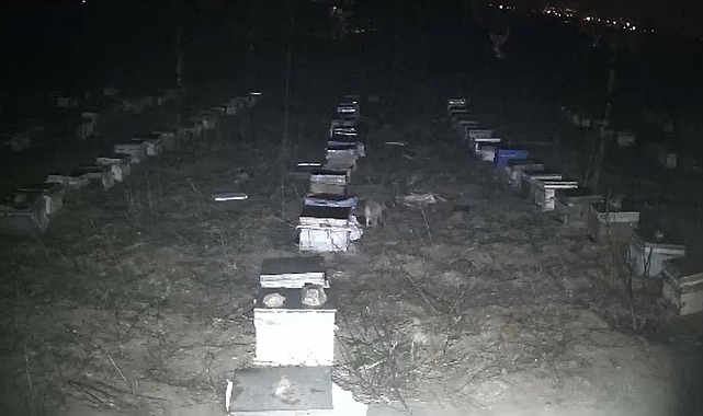 Tokat’ta çakallar bal peteklerine dadandı