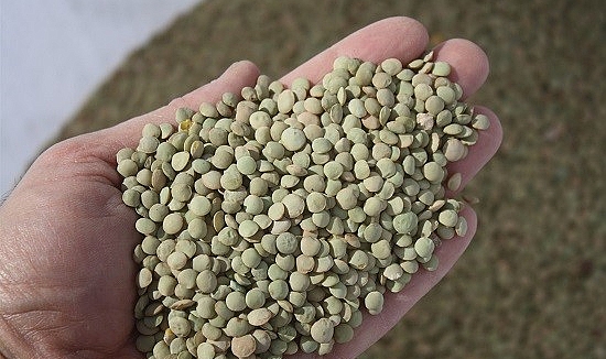 Yozgat yeşil mercimek üretiminde ülke genelinde ilk sırada yer alıyor
