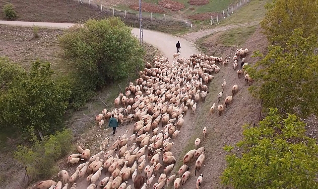 Amasya’da koyun sürülerinin yayla göçü erken başladı