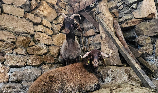 4 boynuzlu koç ahırın lideri oldu