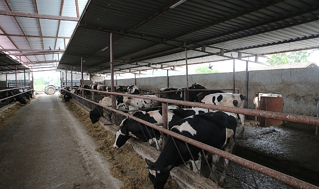 Tokat'ta kene ile mücadele kapsamında büyükbaş hayvanlar ilaçlandı
