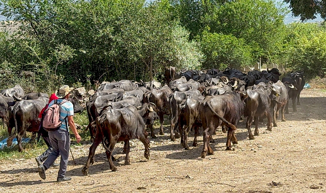 Erbaa'da Afrika belgesellerini andıran görüntüler