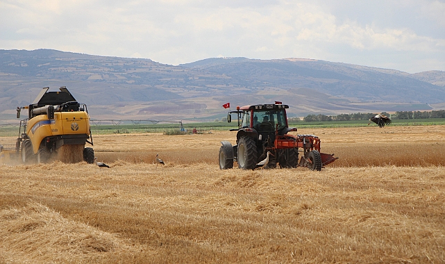 Gökhöyük'te tohumluk buğday hasadı başladı: 4 bin 500 ton üretim bekleniyor