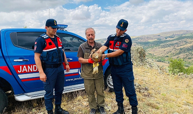 Yaralı kızıl şahin tedavisinin ardından doğaya salındı