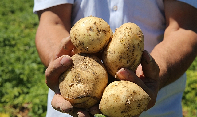 Tokat'ta yaşayan çiftçi, yılda 500 tonun üzerinde patates tohumu üretiyor
