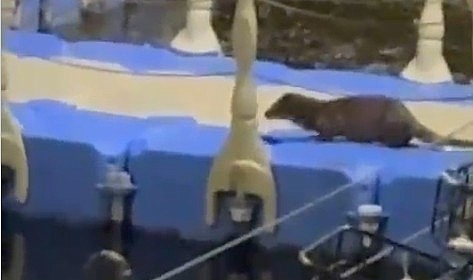 Erbaa'da nesli tükenme tehlikesi altındaki su samuru görüntülendi