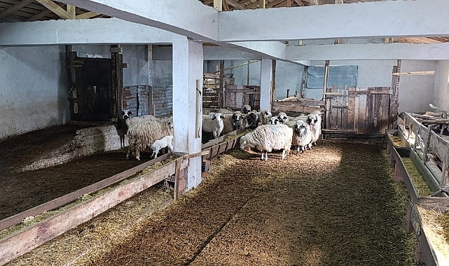 Eski hükümlü hayvancılıkla kendine yeni bir hayat kurdu