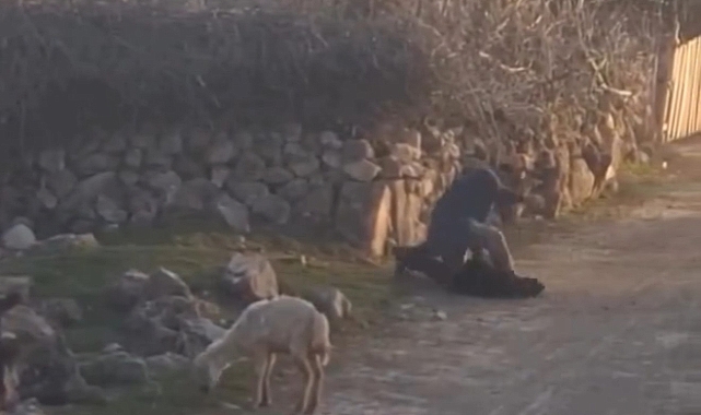 Küçükbaş hayvana eziyet eden kişi tepki çekti
