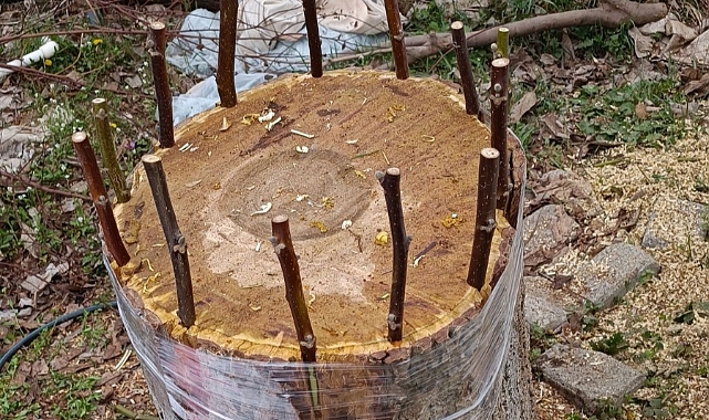 Zile'de bağcılığın ayağa kaldırılması için çalışmalar yürütülüyor