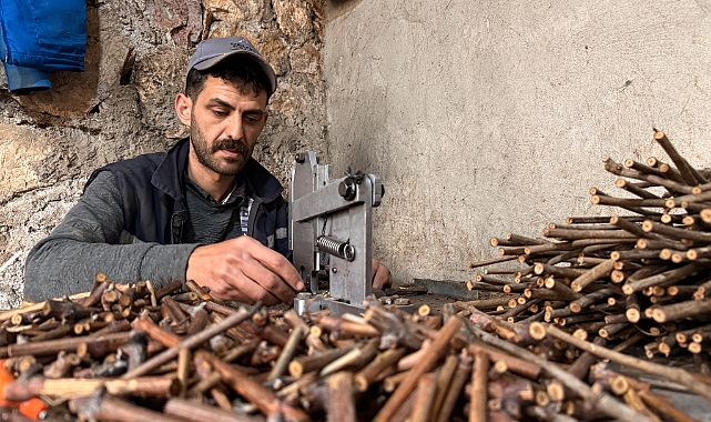 Tokat'ta üretilen narenciye üzümü fideleri 35 ile gönderiliyor