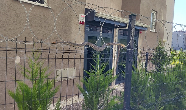 Tellere dolanan 1,5 metre boyundaki yılan korkuttu