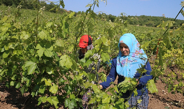 Tokat'ta coğrafi işaretli