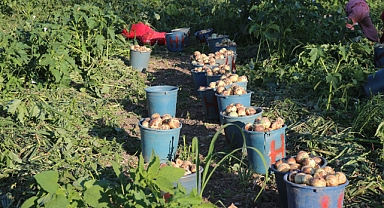 Niksar'da 30 bin ton civarında kuru soğan rekoltesi elde edilmesi bekleniyor