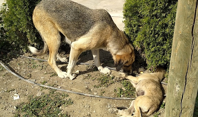Amasya'da sahipsiz köpek kaza sonucu yaralanan yavrusunun başından ayrılmadı