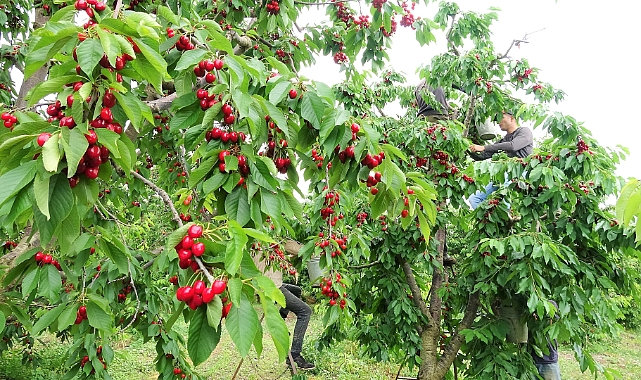 Tokat'ın özel kirazı ürün vermedi, 5 milyon dolarlık kayıp yaşandı