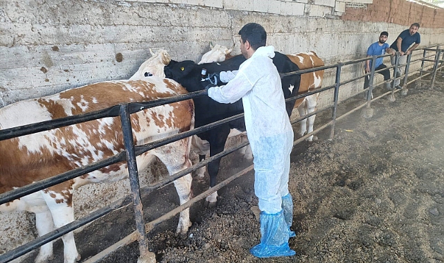 Tokat'ta şap hastalığına karşı kesintisiz mücadele
