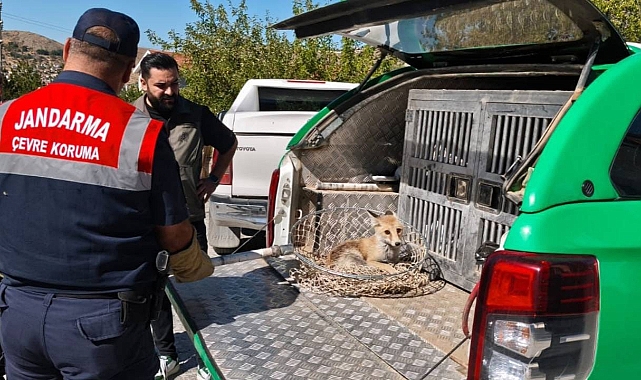Yaralı tilki koruma altına alındı