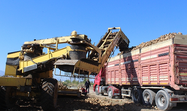 Pazar bölgesinde 450 bin tonluk pancar hasadı hedefleniyor