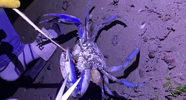 Samsun sahilinde nadir misafir: Mavi yengeç kıyıya vurdu