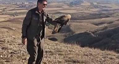 Sivas’ta bitkin halde bulunan şahin, yeniden doğaya salındı