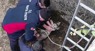 Boş havuza düşen yavru karacayı itfaiyeciler kurtardı