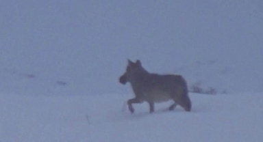 Doğa gezisinde kurtla karşılaştı, 