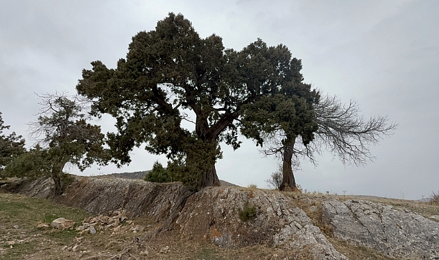 Köy halkı 508 yaşındaki ardıç ağacının tescilini istiyor