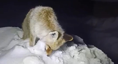 Sibirya soğukları: Tilki ayakta dondu