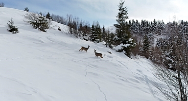 Yiyecek arayan karacalar Kulakkaya Yaylası’nda görüntülendi