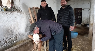 Hasta buzağıya evinde baktı