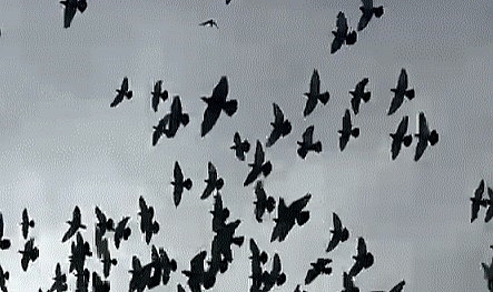 Şahin'in havadaki güvercin avı