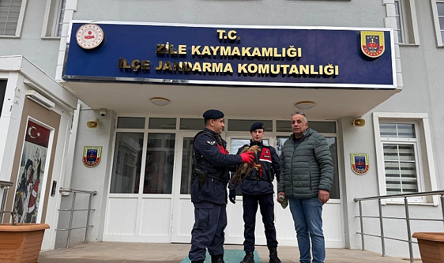 Tokat'ta yaralı halde bulunan kızıl şahin tedavi altına alındı