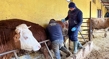 Tokat'ta şap hastalığına karşı yoğun mesai