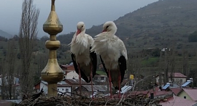 Başçiftlik'te leylekler 25 yıl sonra geri döndü