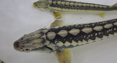 Bu balığın havyarı 'siyah inci': Karadeniz'e 8 bin adet dağıtılacak, çiple takip edilecek