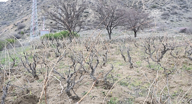 Geçen yıl don vurmuştu, Yozgatlı üzüm üreticisi bu yıl umutlu