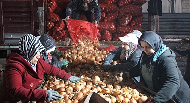 Pazarın en ucuzu soğan Amasya'dan Avrupa'ya gönderiliyor