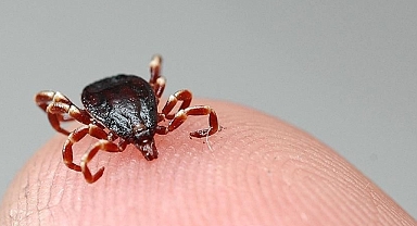 Tokat'ta 2 kişi KKKA hastalığı teşhisiyle tedavi görüyor