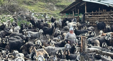 Tokat'ta kurt saldırısı sonucu 10 keçi telef oldu