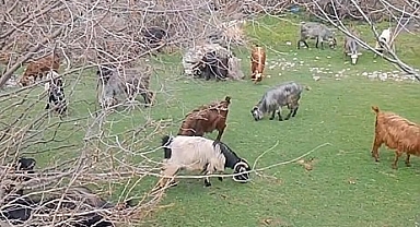 Tokat'ta yaylada kışın ayazında türküleriyle ısınan çoban, baharı da türküyle karşıladı