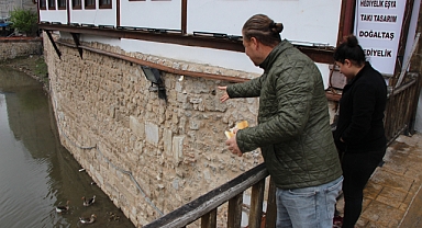 Yeşilırmak Nehri'nin maskotu kaz yavruları beslenme saatinde