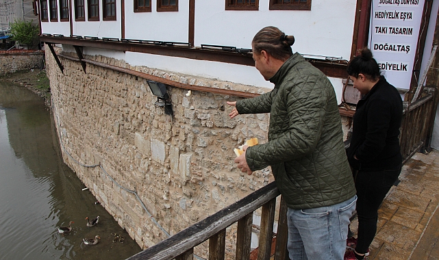 Yeşilırmak Nehri'nin maskotu kaz yavruları beslenme saatinde