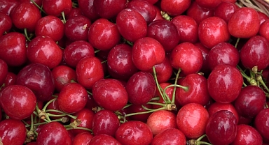 Amasya’da dalları kiraz bastı, bu yıl 50 bin ton rekolte bekleniyor