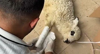 Erbaa'da sağlık personelinden yaralı kuzuya tam teşekküllü müdahale