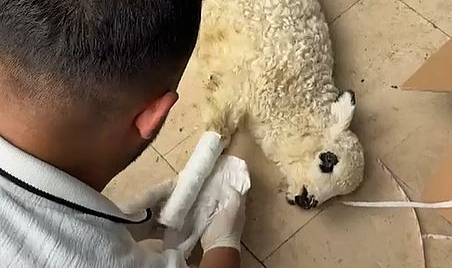 Erbaa'da sağlık personelinden yaralı kuzuya tam teşekküllü müdahale