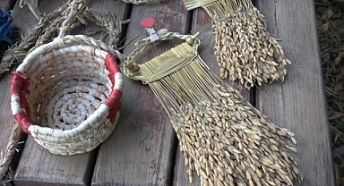 Pirinç sapı, tescilli Bafra zembiline can verdi