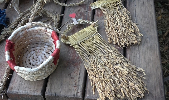 Pirinç sapı, tescilli Bafra zembiline can verdi