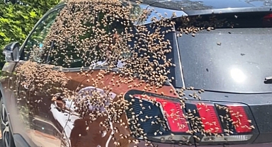 Şehir merkezinde otomobili arılar sardı